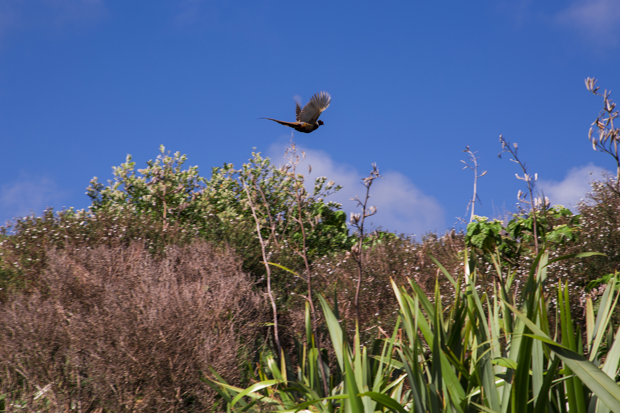 Bird flying above bush